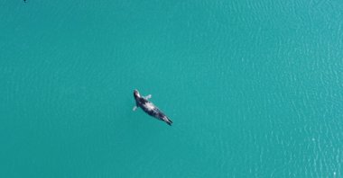 Mediterranean monk seals are monitored along Mersin's coast, Türkiye, Nov. 21, 2024. (IHA Photo) 