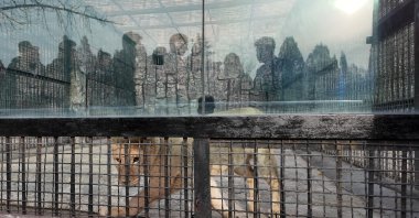 In this handout picture released by Russia&#039;s natural resources ministry, a lion is seen in its new enclosure after being transferred from the Moscow Zoo to the Pyongyang Zoo in Pyongyang, North Korea, Nov. 20, 2024. (AFP Photo)