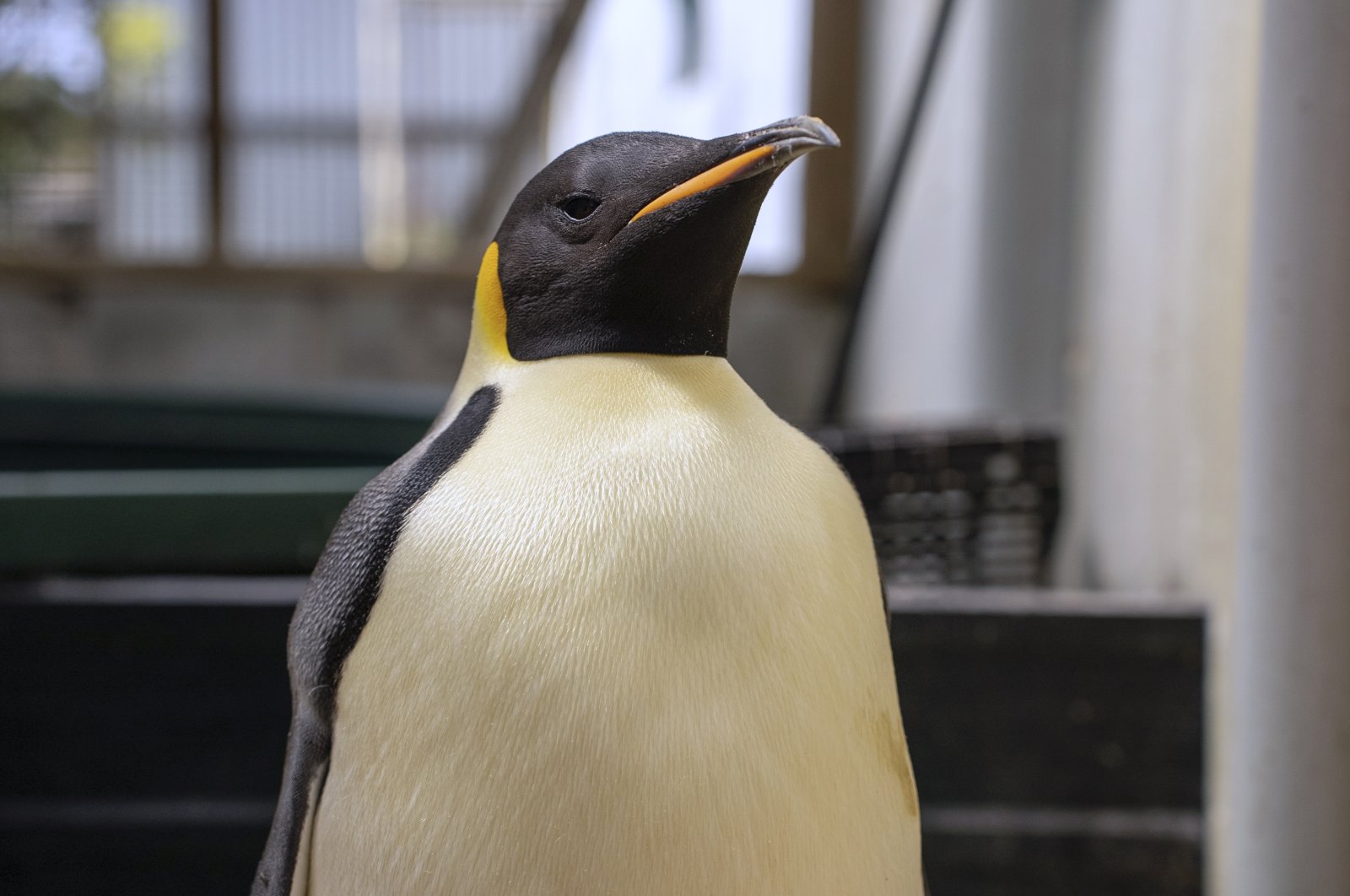 A male emperor penguin dubbed Gus is photographed after being discovered on a beach near Denmark, Australia, Nov. 1, 2024. (AP Photo)