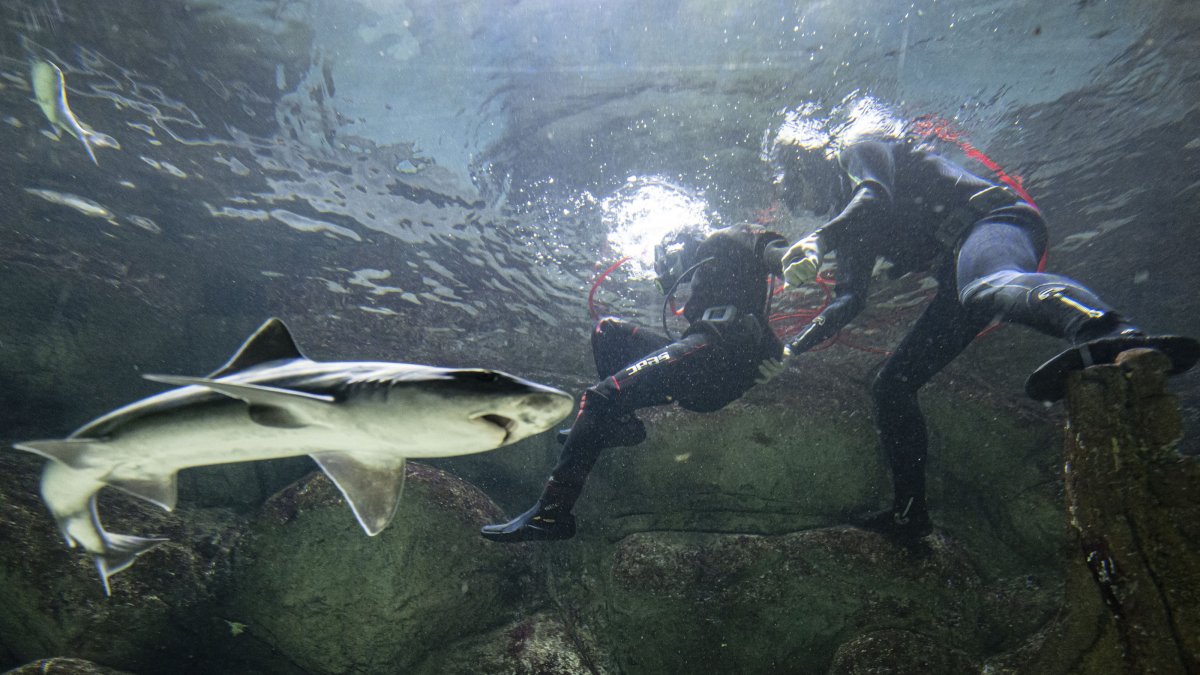 A team of industrial divers feeds and cares for dangerous marine creatures in an aquarium, Ankara, Türkiye, Nov. 25, 2024. (AA Photo)