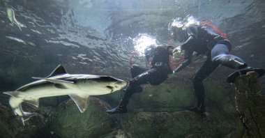 A team of industrial divers feeds and cares for dangerous marine creatures in an aquarium, Ankara, Türkiye, Nov. 25, 2024. (AA Photo)
