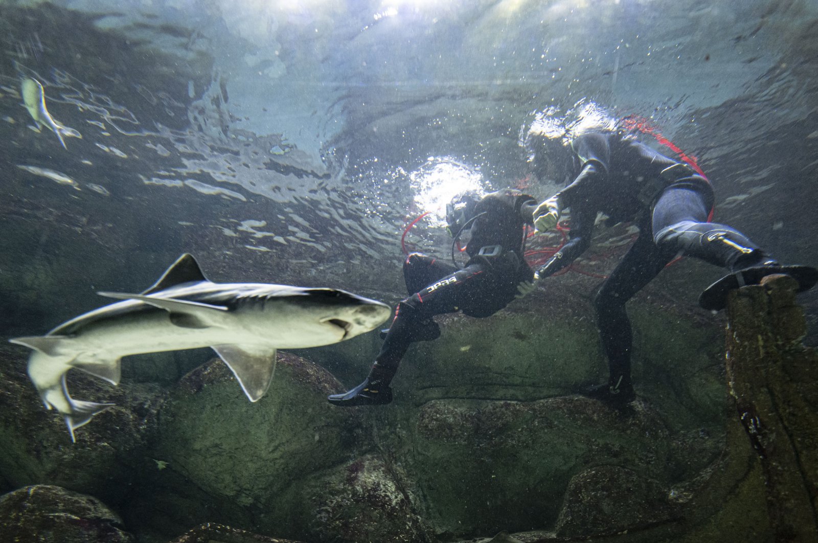 A team of industrial divers feeds and cares for dangerous marine creatures in an aquarium, Ankara, Türkiye, Nov. 25, 2024. (AA Photo)