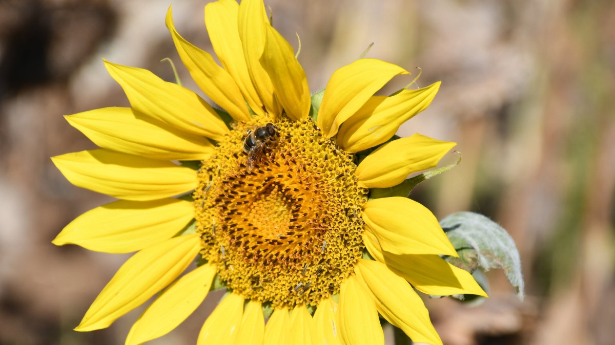 A sunflower is pictured in a field in Batman, southeastern Türkiye, Oct. 28, 2024. (IHA Photo)