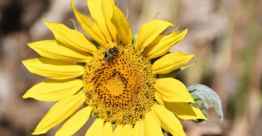 A sunflower is pictured in a field in Batman, southeastern Türkiye, Oct. 28, 2024. (IHA Photo)