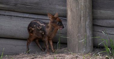 A rare pudu fawn named Lenga, born earlier this month, is seen at the Temaiken Foundation, in Buenos Aires, Argentina, Nov. 22, 2024. (Reuters Photo)