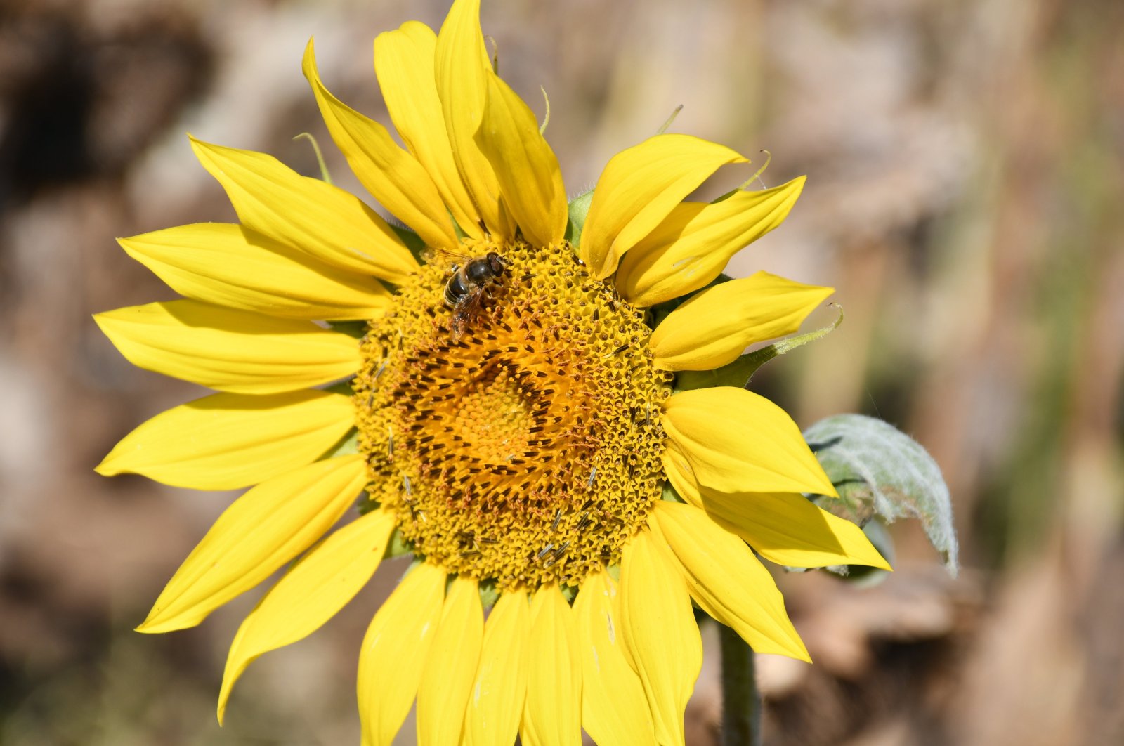 A sunflower is pictured in a field in Batman, southeastern Türkiye, Oct. 28, 2024. (IHA Photo)