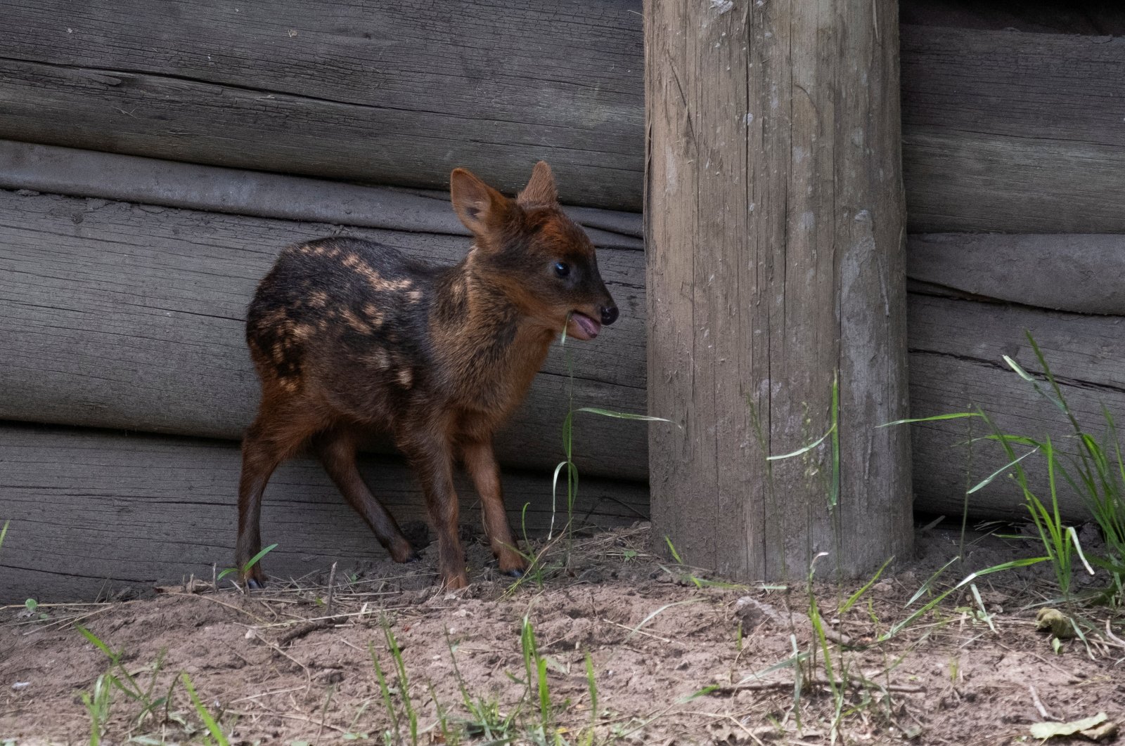 A rare pudu fawn named Lenga, born earlier this month, is seen at the Temaiken Foundation, in Buenos Aires, Argentina, Nov. 22, 2024. (Reuters Photo)