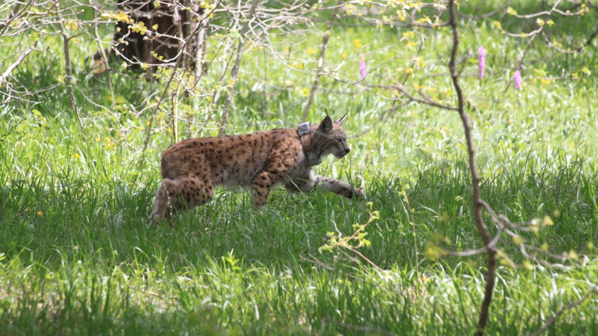 A lynx is captured by motion-sensor wildlife cameras in Sarıkamış, Kars, eastern Türkiye, Nov. 29, 2024. (AA Photo)