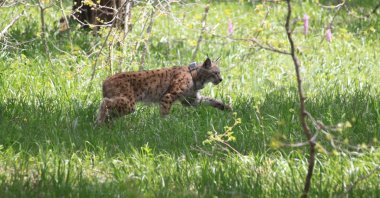 A lynx is captured by motion-sensor wildlife cameras in Sarıkamış, Kars, eastern Türkiye, Nov. 29, 2024. (AA Photo)