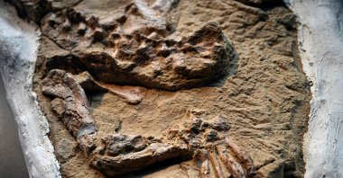A 10 million-year-old fossil of a juvenile Cenozoic crocodile of the genus Piscogavialis is unveiled in Lima, Peru, Nov. 27, 2024. (AFP Photo)