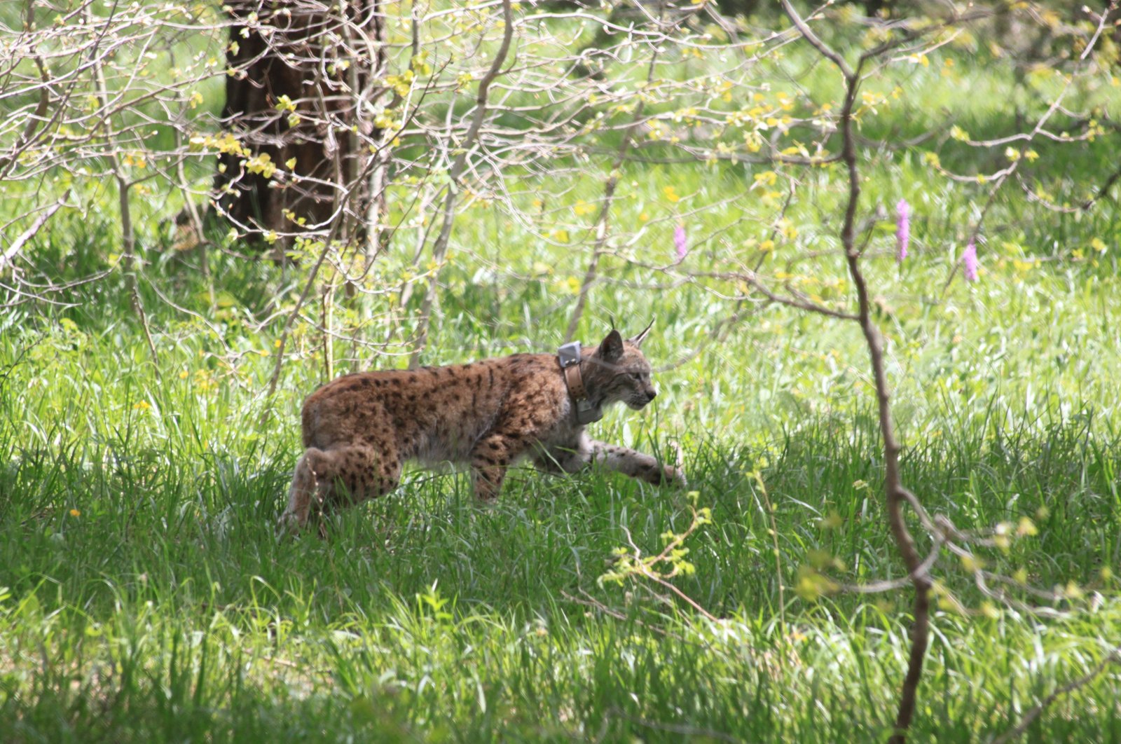 A lynx is captured by motion-sensor wildlife cameras in Sarıkamış, Kars, eastern Türkiye, Nov. 29, 2024. (AA Photo)