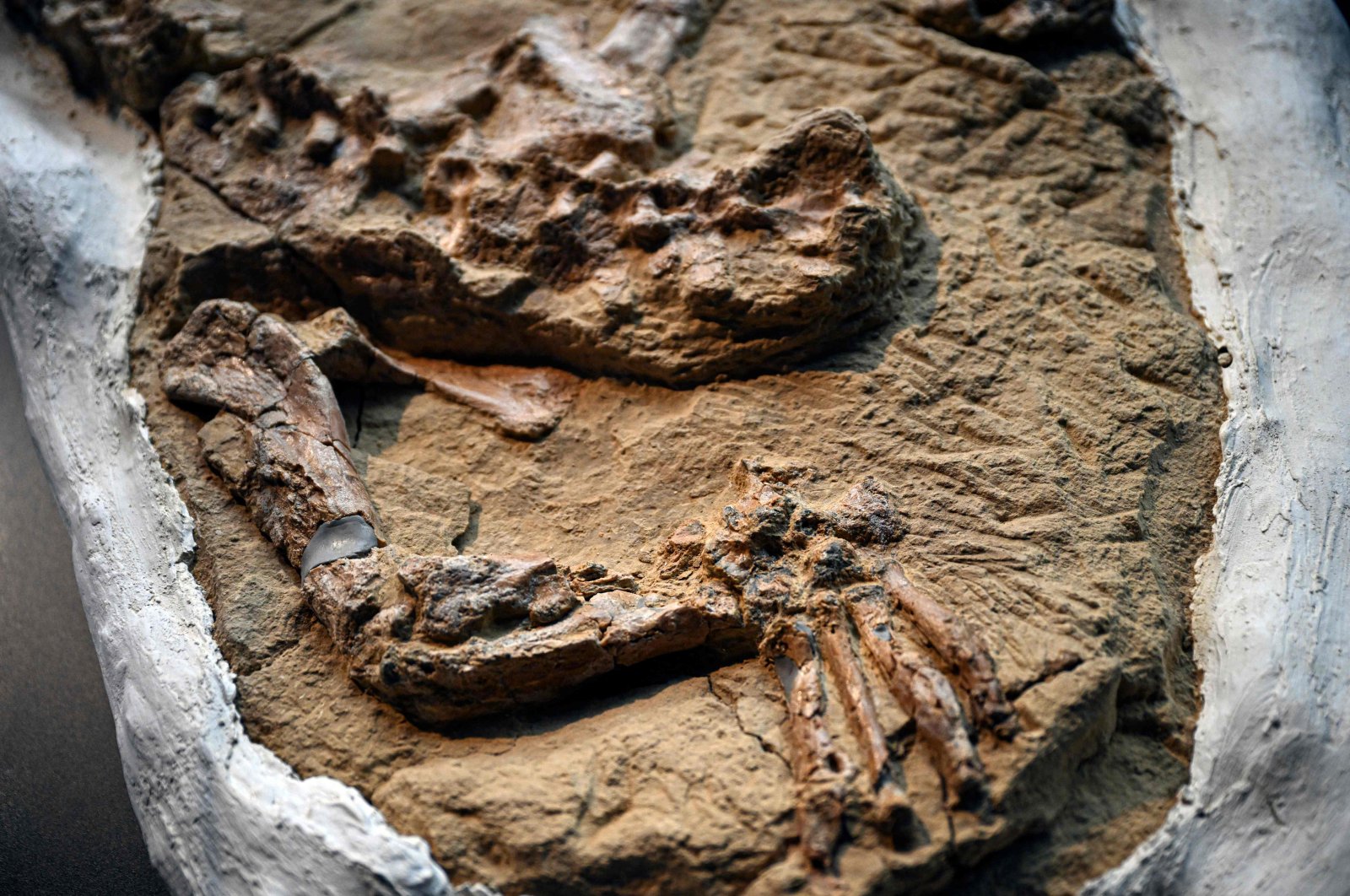 A 10 million-year-old fossil of a juvenile Cenozoic crocodile of the genus Piscogavialis is unveiled in Lima, Peru, Nov. 27, 2024. (AFP Photo)