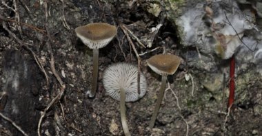 Four newly discovered species of mushrooms from the Entoloma genus, identified in the southern regions of Türkiye, Dec. 1, 2024. (IHA Photo) 