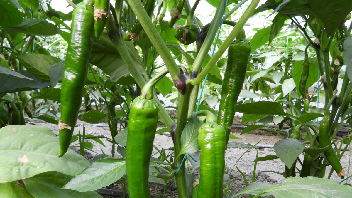 Samandağ peppers, Türkiye&#039;s hottest, ready for harvest in Hatay, Türkiye, Dec. 2, 2024. (DHA Photo)