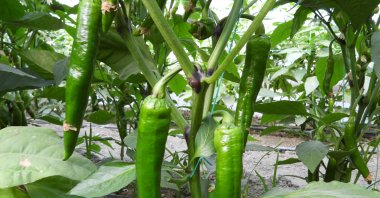 Samandağ peppers, Türkiye&#039;s hottest, ready for harvest in Hatay, Türkiye, Dec. 2, 2024. (DHA Photo)