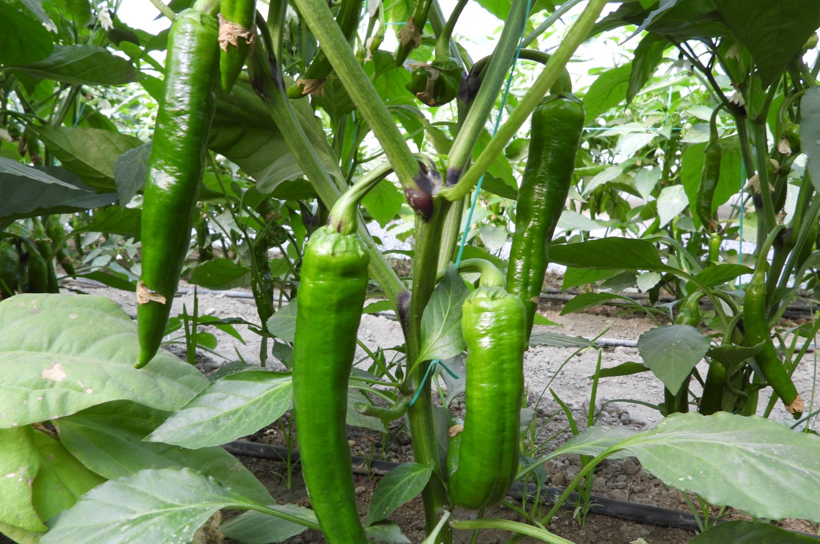 Samandağ peppers, Türkiye&#039;s hottest, ready for harvest in Hatay, Türkiye, Dec. 2, 2024. (DHA Photo)