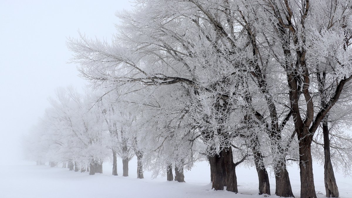 Snow-blanketed trees are seen along a road in Erzurum, eastern Türkiye, Dec. 2, 2024. (AA Photo)