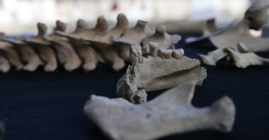 The skeletons discovered in the graves of Stratonikeia are displayed in Muğla, southwestern Türkiye, Dec. 2, 2024. (AA Photos)