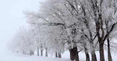 Snow-blanketed trees are seen along a road in Erzurum, eastern Türkiye, Dec. 2, 2024. (AA Photo)
