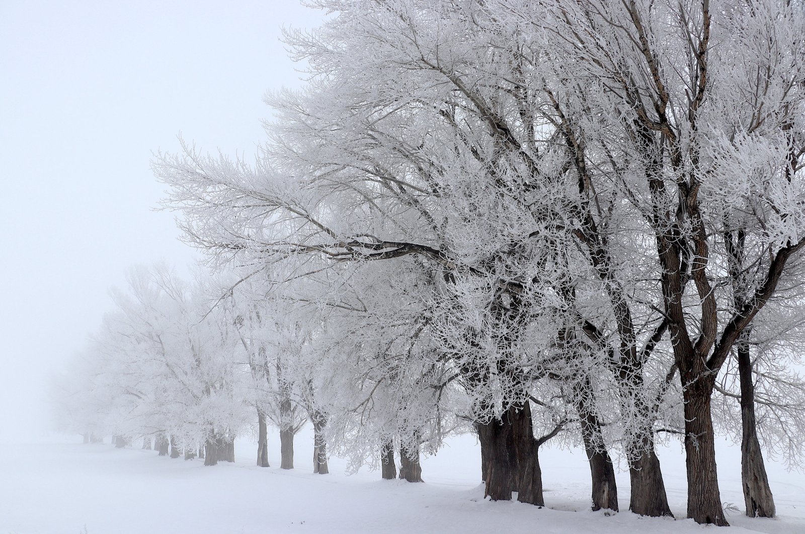 Snow-blanketed trees are seen along a road in Erzurum, eastern Türkiye, Dec. 2, 2024. (AA Photo)