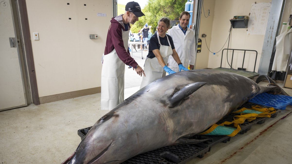 International scientists Alexander Werth (L), professor Joy Reidenberg (C) and Michael Denk study a male spade-toothed whale ahead of a dissection at Invermay Agricultural Centre, Mosgiel, New Zealand, Dec. 2, 2024. (AP Photo)