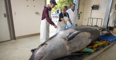 International scientists Alexander Werth (L), professor Joy Reidenberg (C) and Michael Denk study a male spade-toothed whale ahead of a dissection at Invermay Agricultural Centre, Mosgiel, New Zealand, Dec. 2, 2024. (AP Photo)