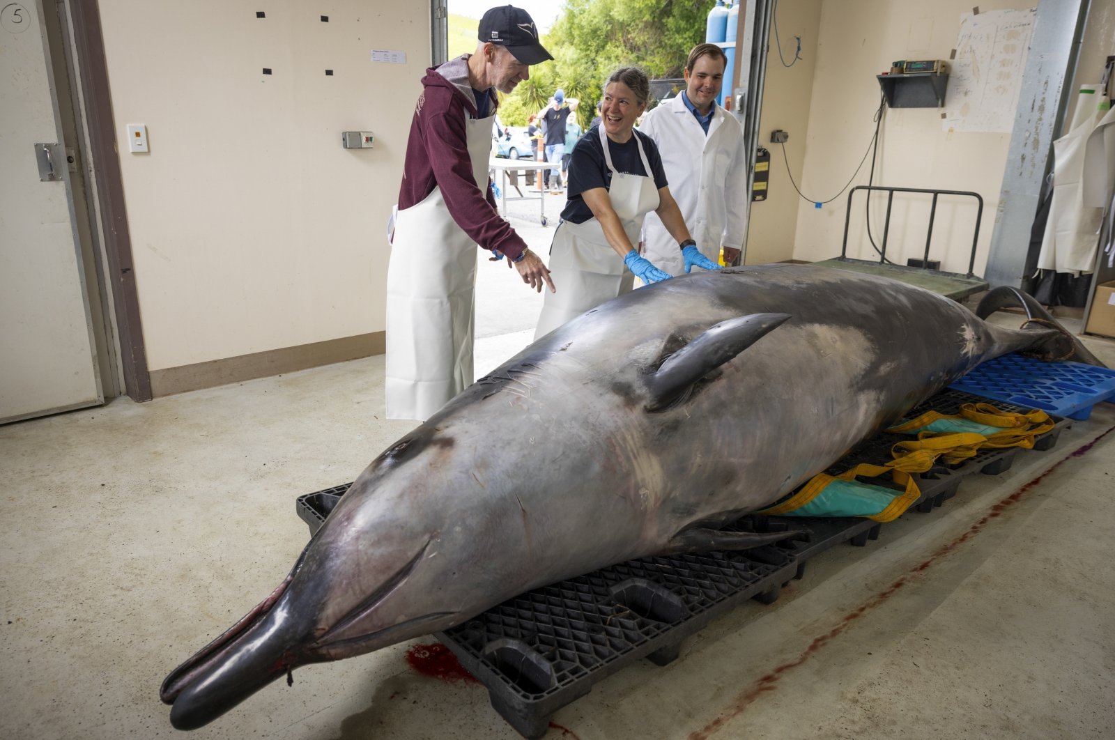 International scientists Alexander Werth (L), professor Joy Reidenberg (C) and Michael Denk study a male spade-toothed whale ahead of a dissection at Invermay Agricultural Centre, Mosgiel, New Zealand, Dec. 2, 2024. (AP Photo)