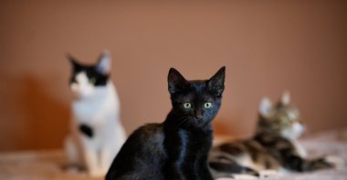 Black cats are often neglected due to beauty standards, especially in Istanbul, Türkiye, Dec. 8, 2024. (AA Photo)