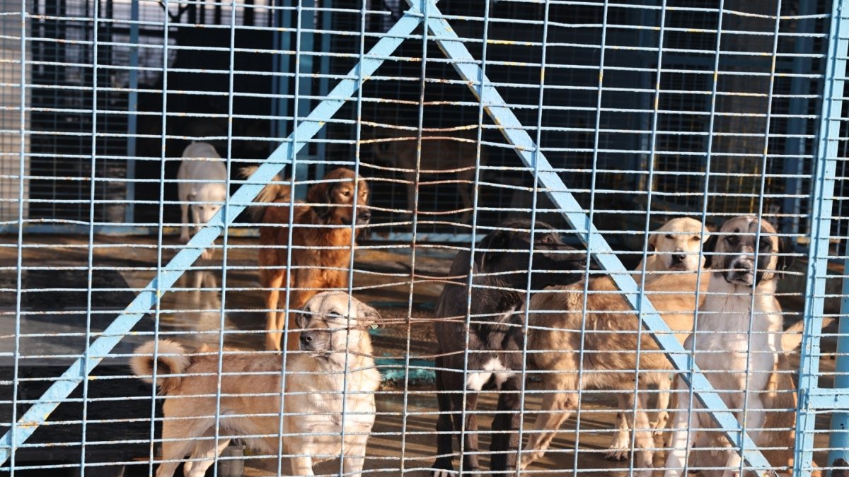 Stray dogs are transported to shelters for better care, Bursa, Türkiye, Dec. 11, 2024. (IHA Photo)