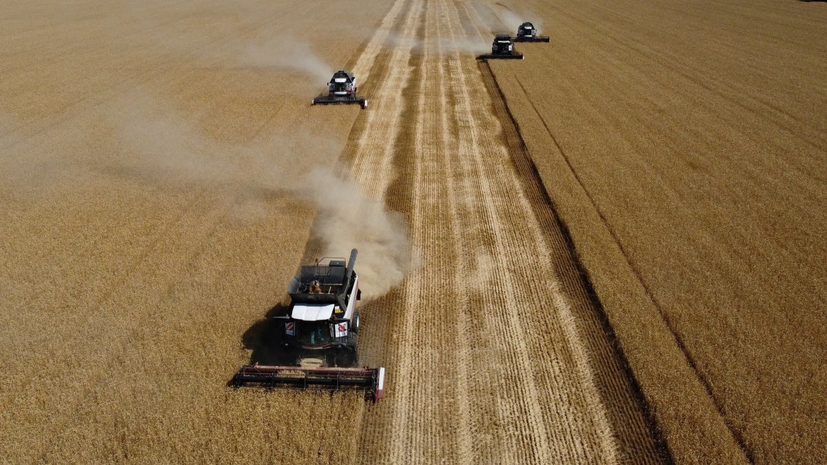 A drone view shows combines harvesting wheat in a field in the Rostov Region, Russia July 9, 2024. (Reuters File Photo)