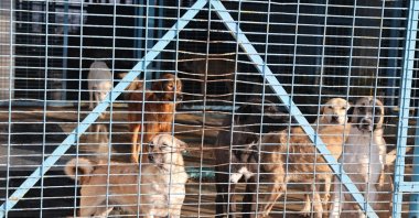 Stray dogs are transported to shelters for better care, Bursa, Türkiye, Dec. 11, 2024. (IHA Photo)