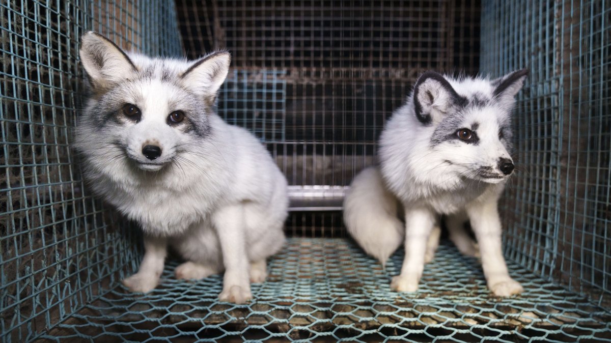 This photo provided by Humany Society International shows foxes inside a cage at a fur farm in western Finland, in late October, 2024. (AP Photo)