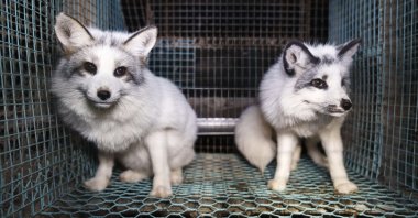 This photo provided by Humany Society International shows foxes inside a cage at a fur farm in western Finland, in late October, 2024. (AP Photo)