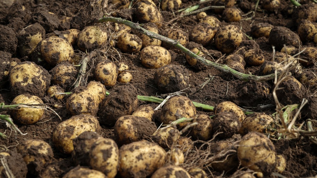 Potato tubers dug up by harvesters lie on the ground, at a farm under Hebei Jiuen Agricultural Development Company, Xilingol League, Inner Mongolia, China, Sept. 24, 2024. (Reuters Photo)