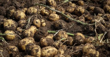 Potato tubers dug up by harvesters lie on the ground, at a farm under Hebei Jiuen Agricultural Development Company, Xilingol League, Inner Mongolia, China, Sept. 24, 2024. (Reuters Photo)