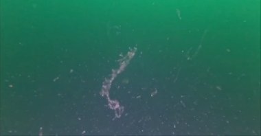 Un undated image of Mucilage seen in the Gebze Eskihisar region, Türkiye. (DHA Photo)