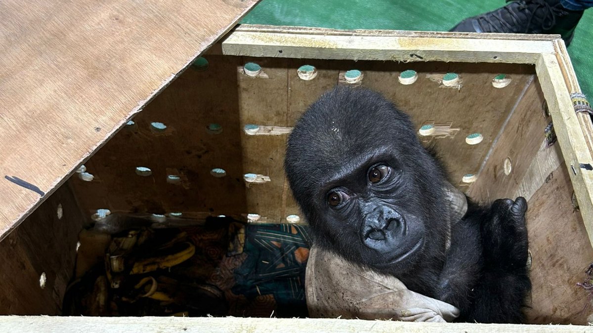 A baby gorilla rescued from illegal wildlife trafficking at the airport peers out from its crate, Istanbul, Türkiye, Dec. 22, 2024. (AA Photo)