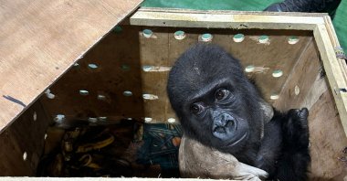 A baby gorilla rescued from illegal wildlife trafficking at the airport peers out from its crate, Istanbul, Türkiye, Dec. 22, 2024. (AA Photo)