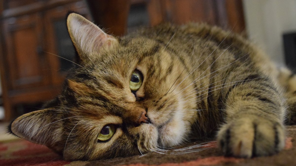 Nearly 50 disabled and stray cats are being cared for in the home in Arnavutköy, Istanbul, Türkiye. (Shutter Stock Photo)