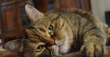 Nearly 50 disabled and stray cats are being cared for in the home in Arnavutköy, Istanbul, Türkiye. (Shutter Stock Photo)