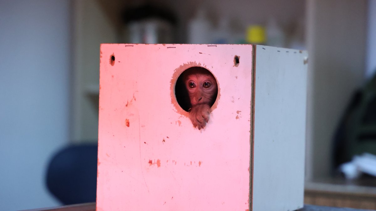 A baby Rhesus monkey found inside a box stares out a hole, at the intercity bus terminal, Antalya, Türkiye, Dec. 27, 2024. (DHA Photo)