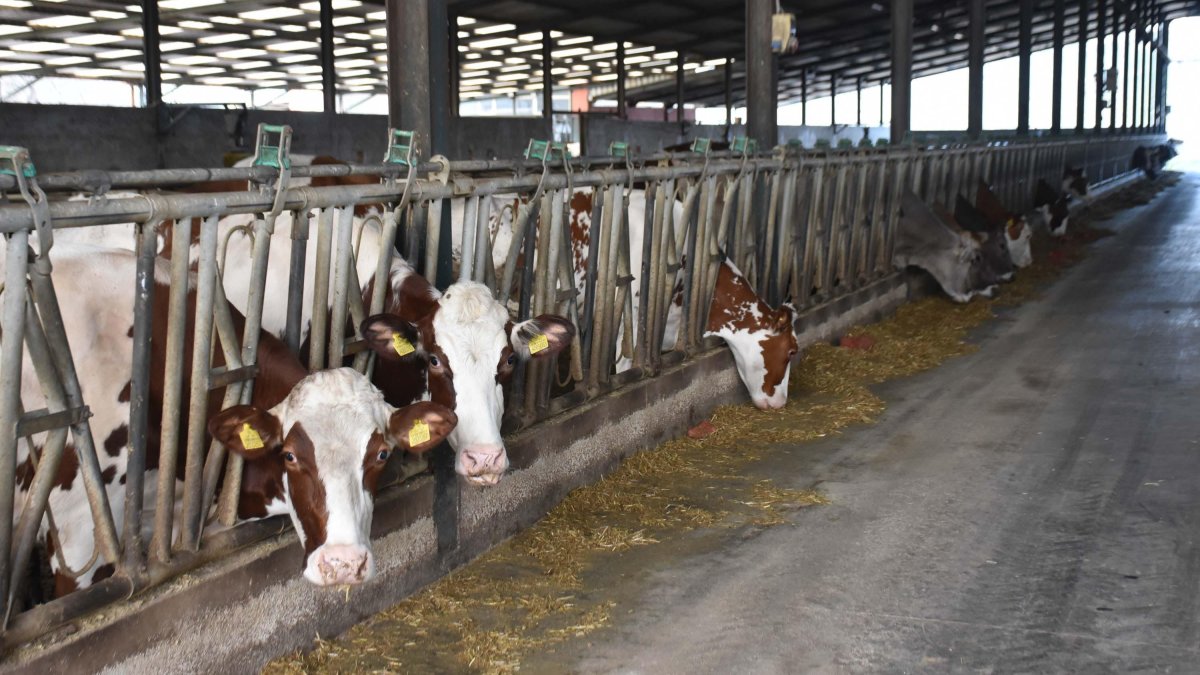 Cows are seen at a farm in Izmir, western Türkiye, Dec. 27, 2024. (DHA Photo)