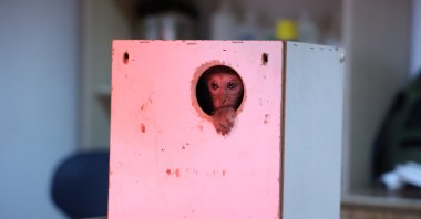 A baby Rhesus monkey found inside a box stares out a hole, at the intercity bus terminal, Antalya, Türkiye, Dec. 27, 2024. (DHA Photo)