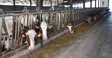 Cows are seen at a farm in Izmir, western Türkiye, Dec. 27, 2024. (DHA Photo)