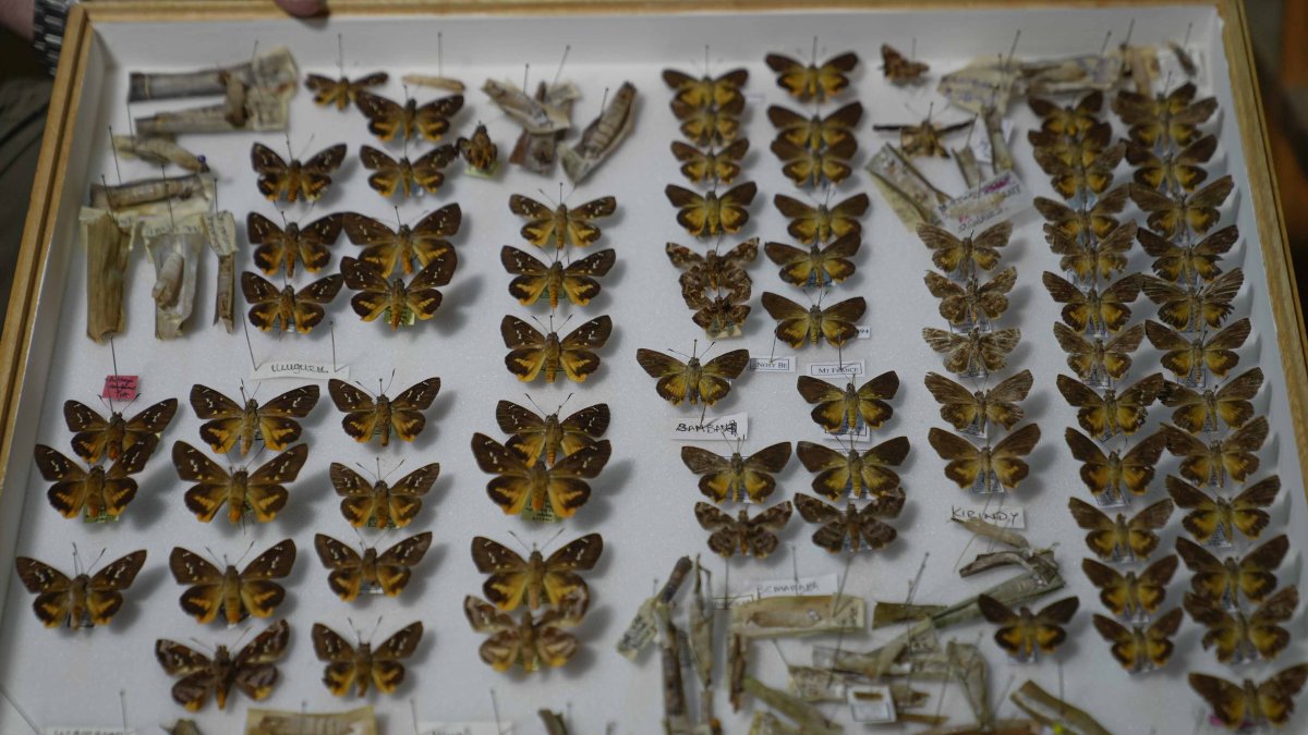 A butterfly collection box at a storeroom at the African Butterfly Research Institute (ABRI), Nairobi, Kenya, Dec. 9, 2024. (AP Photo)