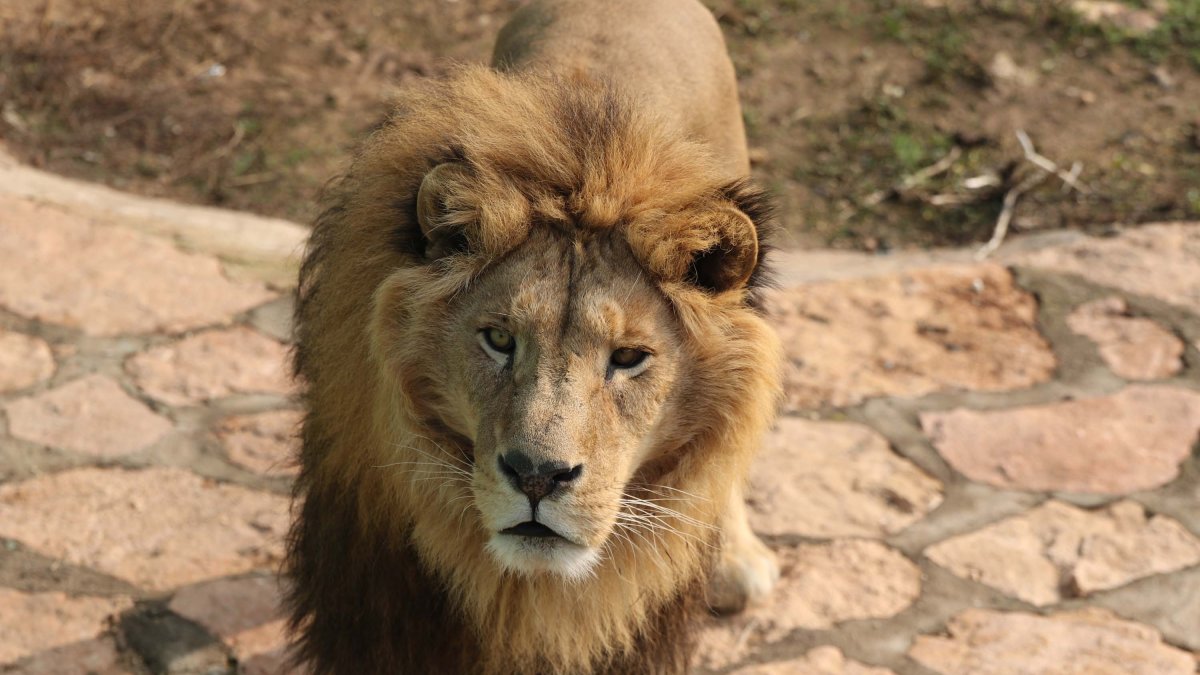 Lions are among the 8,000 animals at Gaziantep Zoo, Türkiye, Dec. 30, 2024. (DHA Photo)