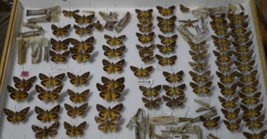 A butterfly collection box at a storeroom at the African Butterfly Research Institute (ABRI), Nairobi, Kenya, Dec. 9, 2024. (AP Photo)