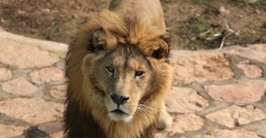 Lions are among the 8,000 animals at Gaziantep Zoo, Türkiye, Dec. 30, 2024. (DHA Photo)