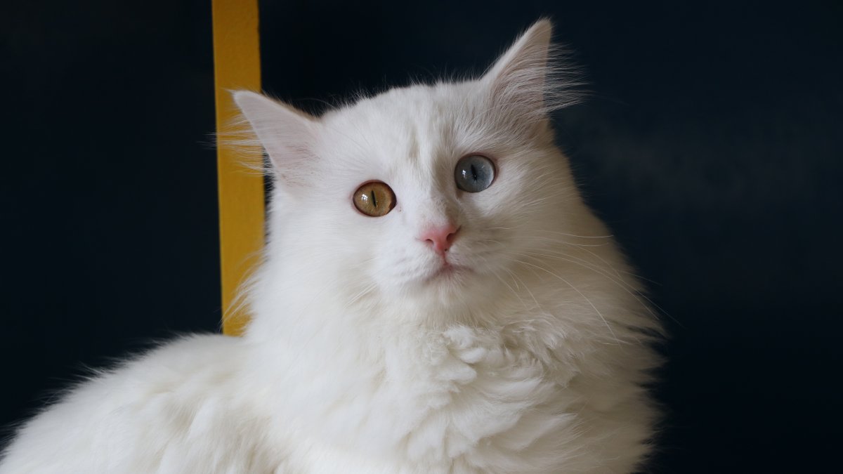 A Van cat with two distinct eye colors in the city of Van, Türkiye, Dec. 31, 2024. (DHA Photo) 