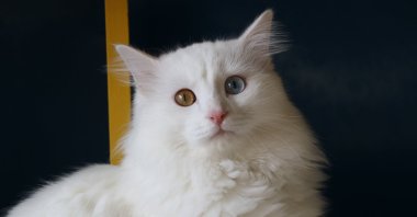 A Van cat with two distinct eye colors in the city of Van, Türkiye, Dec. 31, 2024. (DHA Photo) 